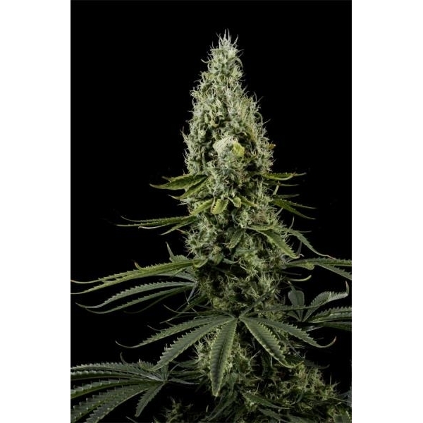 Arjan's Haze 3 (Greenhouse Seeds) feminizovaná