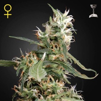 Arjan's Ultra Haze 1 (Greenhouse Seeds) feminizovan&aacute;
