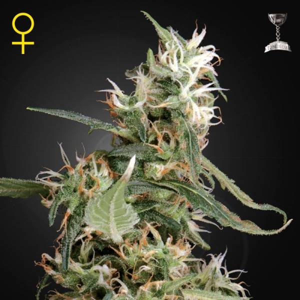 Arjan's Ultra Haze 1 (Greenhouse Seeds) feminizovaná