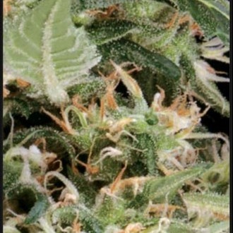Arjan's Ultra Haze 1 (Greenhouse Seeds) feminizovaná