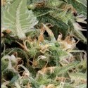 Arjan's Ultra Haze 1 (Greenhouse Seeds) feminizovaná