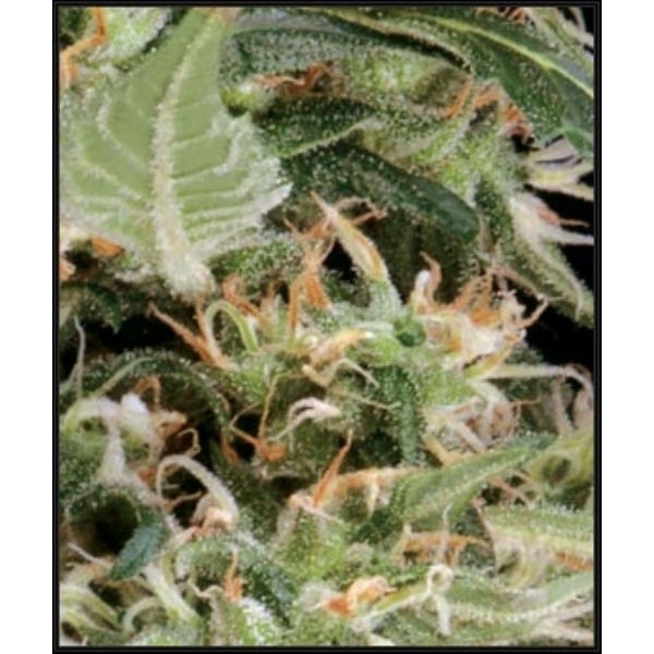 Arjan's Ultra Haze 1 (Greenhouse Seeds) feminizovaná