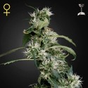 Mango Haze (Greenhouse Seeds) feminizovaná