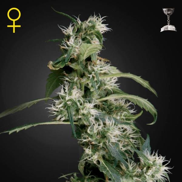 Mango Haze (Greenhouse Seeds) feminizovaná