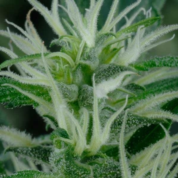 Mango Haze (Greenhouse Seeds) feminizovaná