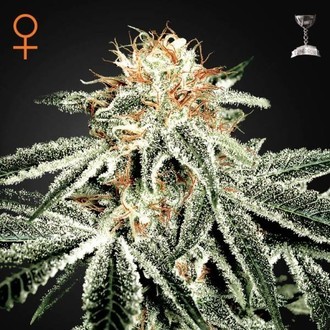 White Widow (Greenhouse Seeds) feminizovan&aacute;