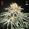White Widow (Greenhouse Seeds) feminizovaná
