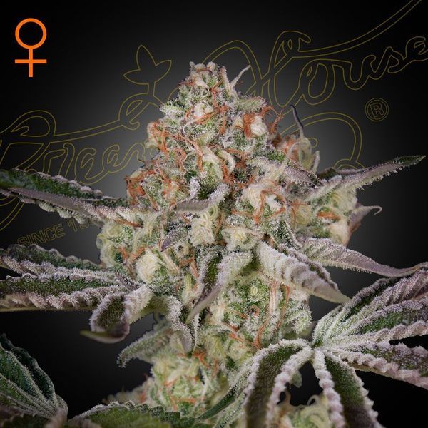 Great White Shark (Greenhouse Seeds) feminizovaná