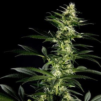 Himalaya Gold (Greenhouse Seeds) feminizovaná