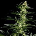 Himalaya Gold (Greenhouse Seeds) feminizovaná