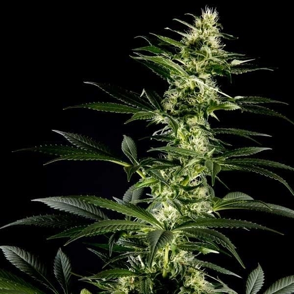 Himalaya Gold (Greenhouse Seeds) feminizovaná