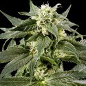 Himalaya Gold (Greenhouse Seeds) feminizovaná