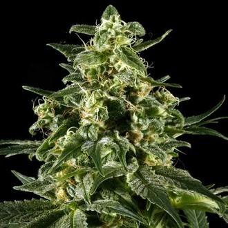 Himalaya Gold (Greenhouse Seeds) feminizovaná