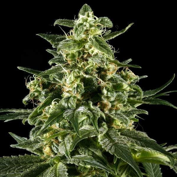 Himalaya Gold (Greenhouse Seeds) feminizovaná