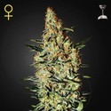 Neville's Haze (Greenhouse Seeds) feminizovaná