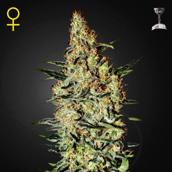 Neville's Haze (Greenhouse Seeds) feminizovaná