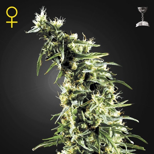 Hawaiian Snow (Greenhouse Seeds) feminizovaná