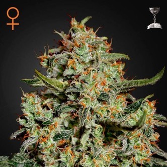 Big Bang (Greenhouse Seeds) feminizovan&aacute;