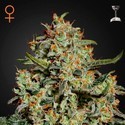 Big Bang (Greenhouse Seeds) feminizovaná
