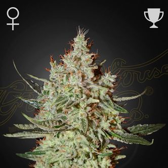 GH Cheese (Greenhouse Seeds) feminizovan&aacute;