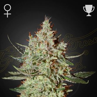 GH Cheese (Greenhouse Seeds) feminizovan&aacute;