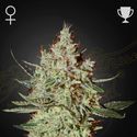 GH Cheese (Greenhouse Seeds) feminizovaná