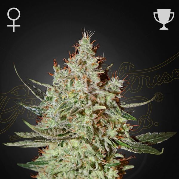 GH Cheese (Greenhouse Seeds) feminizovaná