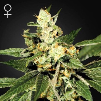 Train Wreck (Greenhouse Seeds) feminizovan&aacute;