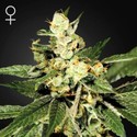 Train Wreck (Greenhouse Seeds) feminizovaná