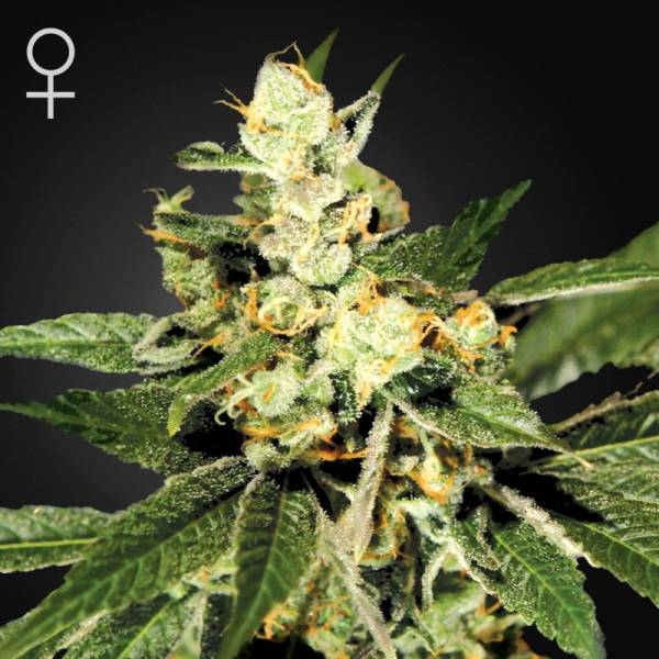 Train Wreck (Greenhouse Seeds) feminizovaná