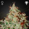 Lemon Skunk (Greenhouse Seeds) feminizovaná