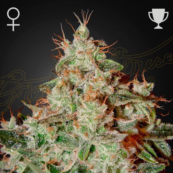 Lemon Skunk (Greenhouse Seeds) feminizovaná
