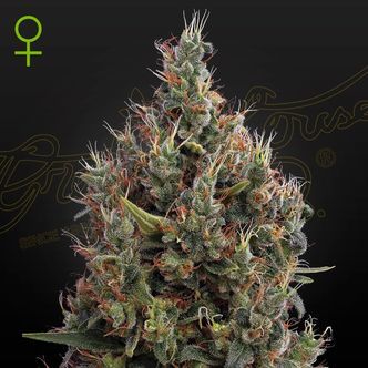 Big Bang Samonakv&eacute;tac&iacute; (Greenhouse Seeds) feminizovan&aacute;