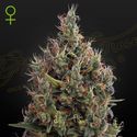Big Bang Samonakvétací (Greenhouse Seeds) feminizovaná