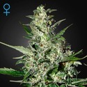 Super Critical Samonakvétací (Greenhouse Seeds) feminizovaná