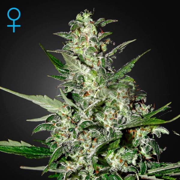 Super Critical Samonakvétací (Greenhouse Seeds) feminizovaná