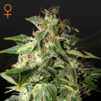 Afgooey (Strain Hunters) feminizovan&aacute;