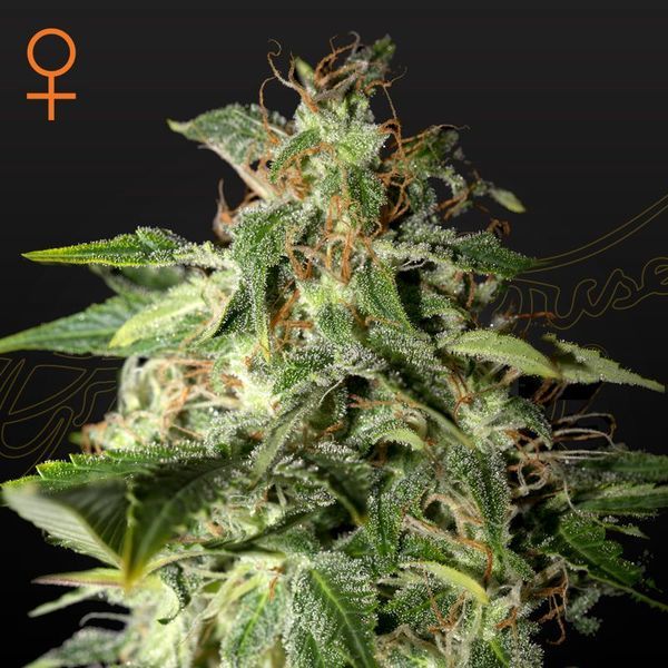 Afgooey (Strain Hunters) feminizovaná