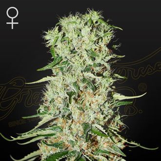 Damnesia (Strain Hunters) feminizovan&aacute;