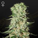 Damnesia (Strain Hunters) feminizovaná