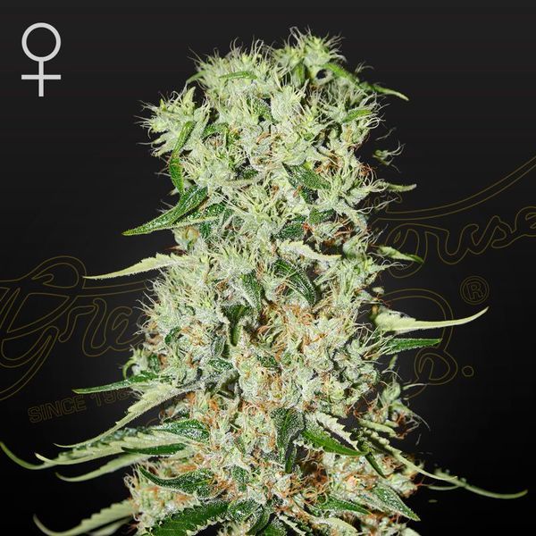 Damnesia (Strain Hunters) feminizovaná