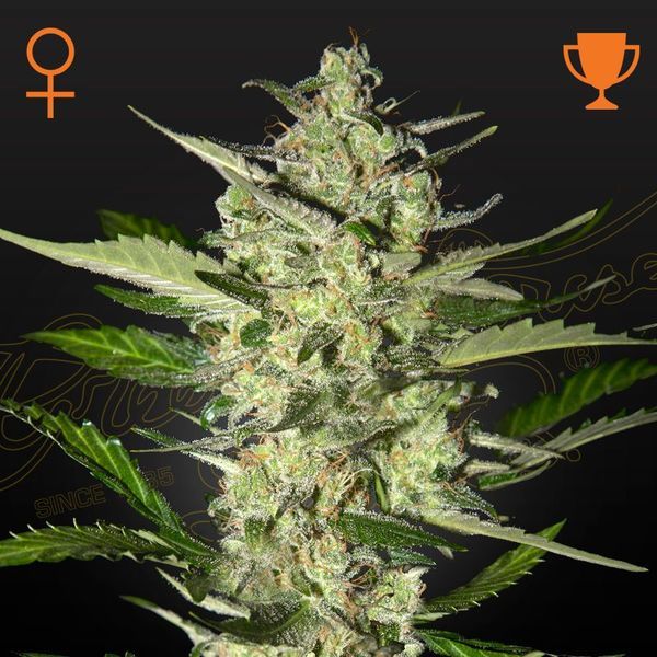 Flowerbomb Kush (Strain Hunters) feminizovaná