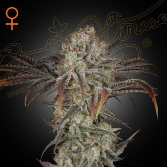 Money Maker (Strain Hunters) feminizovan&aacute;