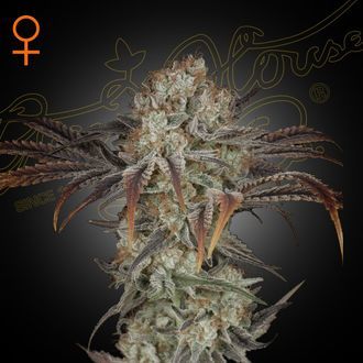 Money Maker (Strain Hunters) feminizovaná