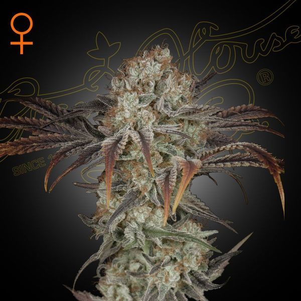 Money Maker (Strain Hunters) feminizovaná