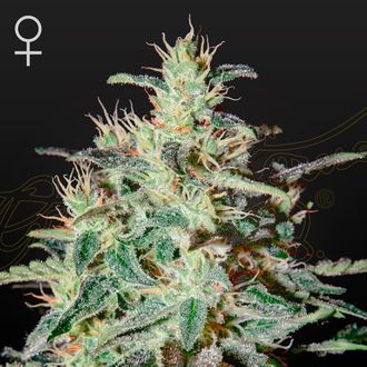 White Lemon (Strain Hunters) feminizovan&aacute;