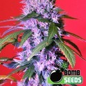 Berry Bomb Auto (Bomb Seeds) feminizovaná