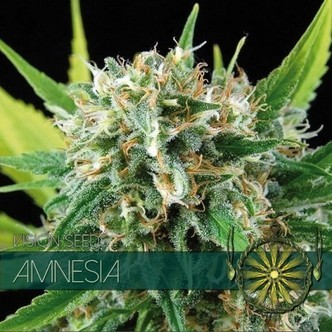 Amnesia (Vision Seeds) feminizovan&aacute;