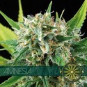 Amnesia (Vision Seeds) feminizovaná