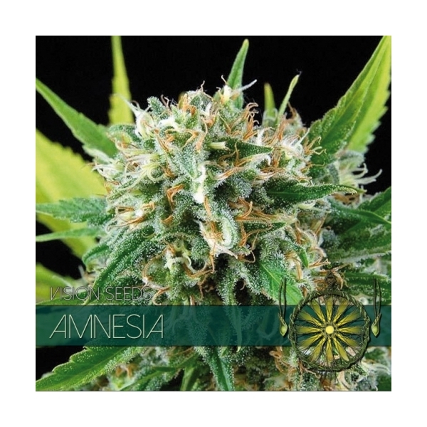 Amnesia (Vision Seeds) feminizovaná